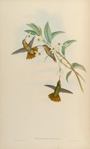 Chrysuronia chrysura = Hylocharis chrysura de John Gould